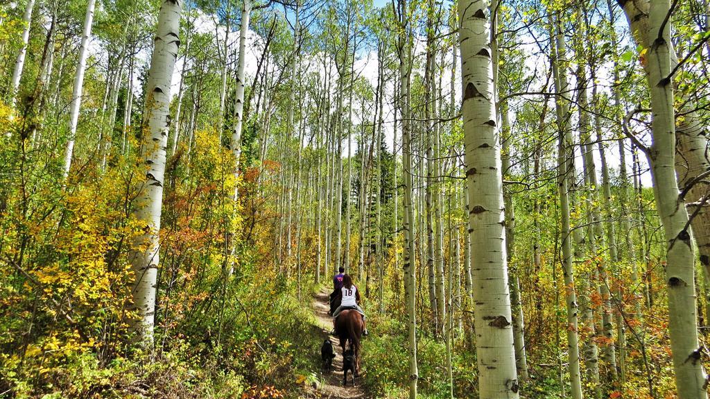 Teton Hostel Hideaway Driggs Dış mekan fotoğraf